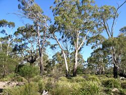 Eucalyptus viminalis habit.jpg