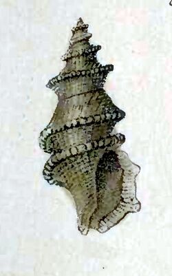 Eucyclotoma bicarinata 001.jpg