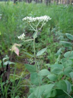 Eupatorium rotundifolium.jpg