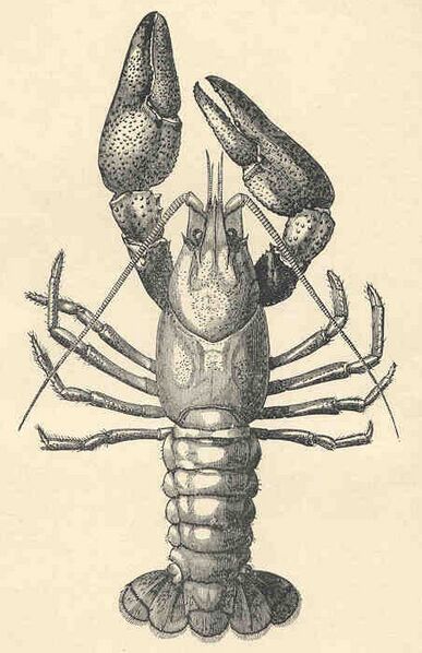 File:FMIB 35665 Common Crayfish (Astacus fluviatilis, Male) (cropped).jpeg