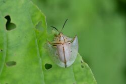 Flickr - ggallice - Tortoise beetle (2).jpg