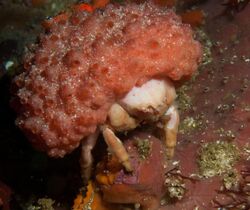 Furred sponge crab1.jpg