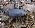Gonocephalum depressum Darkling Beetle Tenebrionidae (16283198672).jpg
