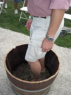 The lower body of a white man in bermuda pants stomping on red grapes in a wooden knee-haigh vat.