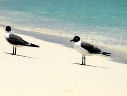 Guanaguanre (Larus atricilla) de los Roques Venezuela 000.jpg