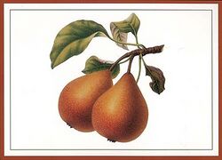 HP-pears.jpg