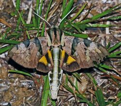 Hawkmoth (Eumorpha capronnieri) (39147852402).jpg