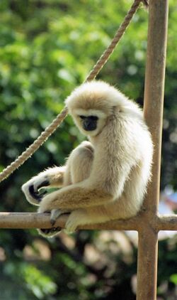 Honolulu Zoo Primate 1997.jpg