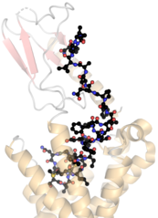 Human calcitonin bound to receptor PDB 7TYO.png