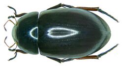Hydrochara caraboides (Linné, 1758) (3028952853).jpg