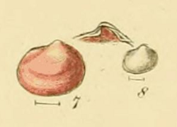Illustrated Index of British Shells Plate 06 Fig 7,8 Lasaea adansoni.png