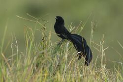 Jackson's Widowbird - Ngorongoro - Tanzania 0305 (22432180578).jpg
