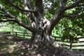 Laurus azorica in Eastwoodhill Arboretum (1).jpg