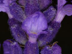 Lavandula angustifolia lavender Lavendel 03.jpg