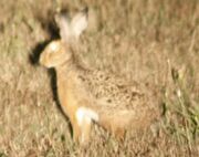 Brown hare