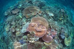 Lodestone Reef, Valentines Day 2016 CoralScape.jpg