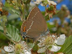 Lycaenidae - Satyrium spini-1.JPG