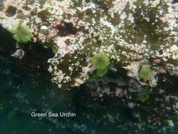 Lytechinus semituberculatus 17 May Tagus Cove snorkel (47927485113).jpg