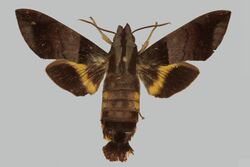 Macroglossum haslami kishidai, female, upperside. Indonesia, Sulawesi Selatan, Puncak Palopo.jpg