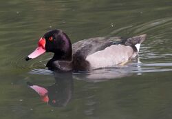 Male Rosy-Billed Pochard (6086077015).jpg