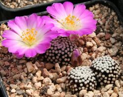 Mammillaria luethyi Flower.jpg