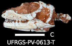 Microsphenodon.PNG