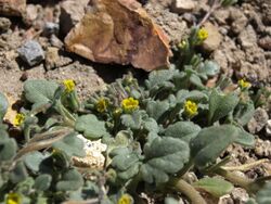 Mono County phacelia, Phacelia monoensis.jpg