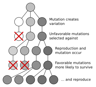 File:Mutation and selection diagram.svg