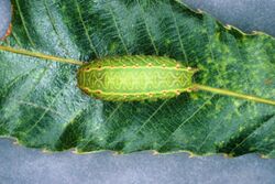 Natada nasoni larva.jpg