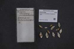 Naturalis Biodiversity Center - RMNH.MOL.229028 - Rictaxis punctocaelatus (Carpenter, 1864) - Acteonidae - Mollusc shell.jpeg