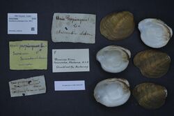 Naturalis Biodiversity Center - ZMA.MOLL.418310 - Epioblasma propinqua (Lea, 1857) - Unionidae - Mollusc shell.jpeg