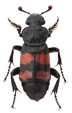 Nicrophorus sepultor.jpg