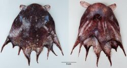 Dorsal and ventral view of a small, freshly dead octopus