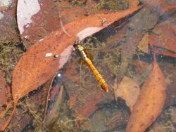 Orthetrum villosovittatum female 1.jpg