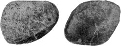 Two fossilized knobs of bone, black with white streaks