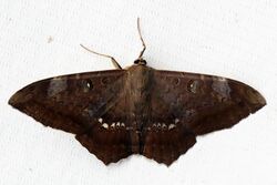 Owlet moth (Cyclopis caecutiens).JPG