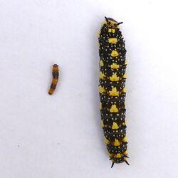 Papilio anactus larvae instar comparison.JPG