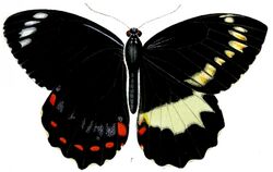Papilio erskinei.jpg