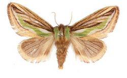 Parasa martini female.jpg