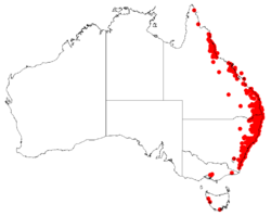 Parsonsia straminea Dist Map36.png