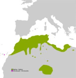 Pelophylax saharicus range Map.png
