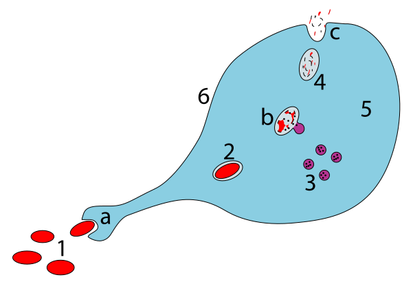 File:Phagocytosis ZP.svg