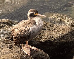 Phalacrocorax punctatus -Queen Charlotte Sound, Marlborough, New Zealand-8.jpg