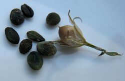 Phlox paniculata fruit and seeds.jpg