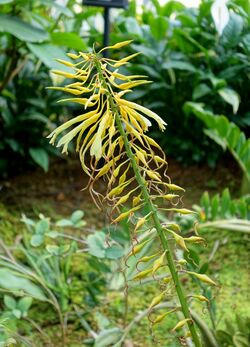 Pitcairnia xanthocalyx - Shinjuku Gyo-en Greenhouse - Tokyo, Japan - DSC05876.jpg