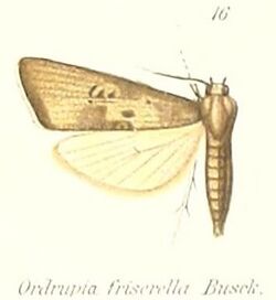 Pl.1-16-Ordrupia friserella Busck, 1911.jpg