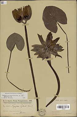 Preserved specimen of Nymphaea prolifera Wiersema MNHN-P-P01956518.jpg