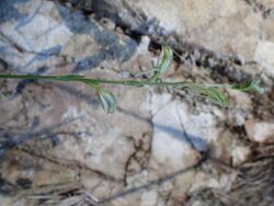 Pterostylis major (habit).jpg