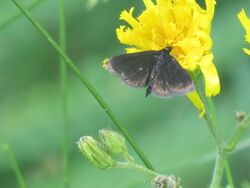 Pyrausta coracinalis 43620108.jpg