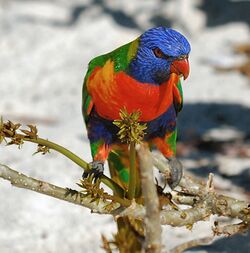 Rainbow Lorikeet (Trichoglossus moluccanus), Nelson Bay, NSW.jpg